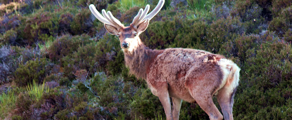 Coigach & Nature