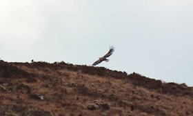 White Tailed Sea Eagle