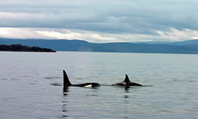 Orca, Summer Isles